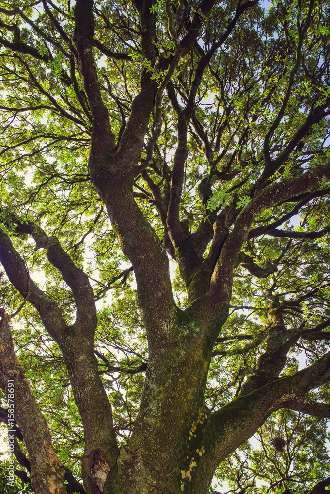 Old holm oak.