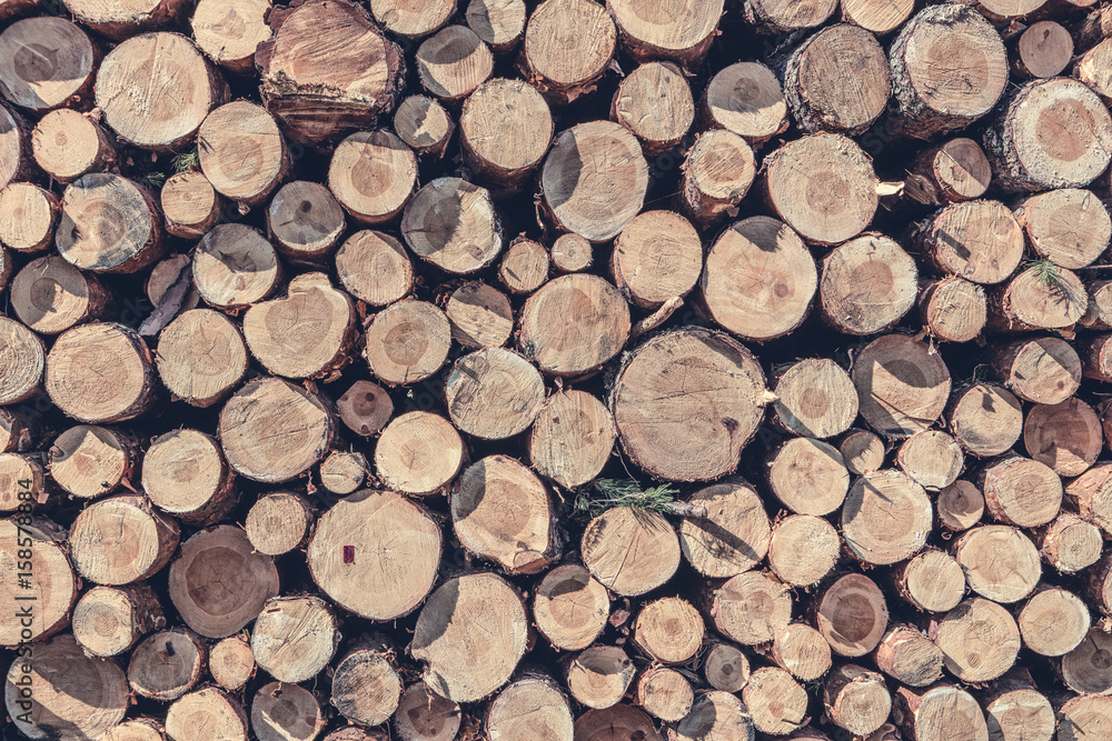 A pile of cut wood stump log texture A pile of cut wood stump log texture