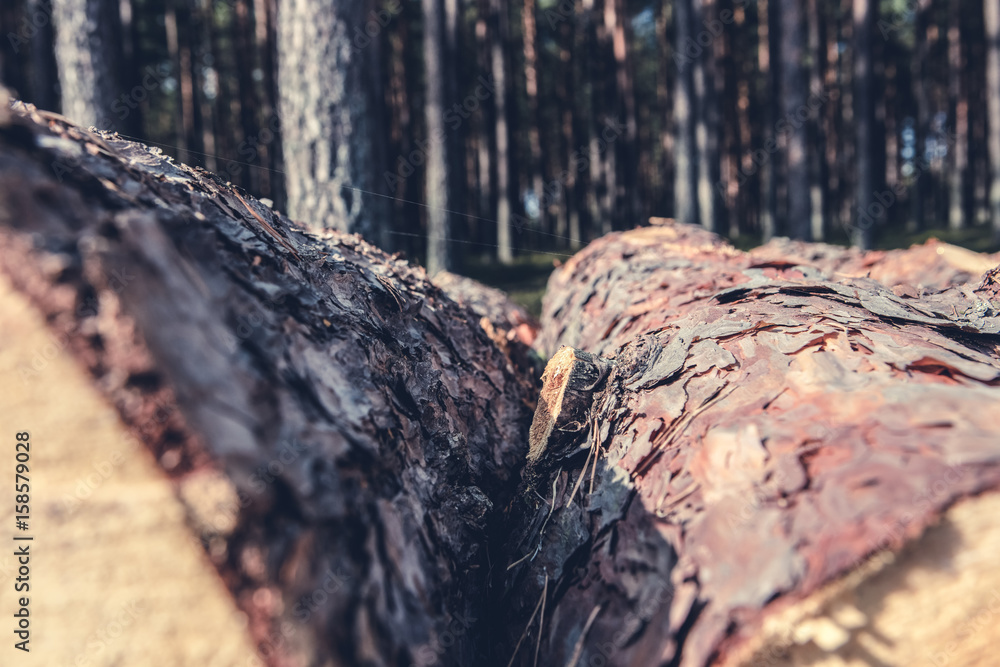 Trees chopped and stacked in forest Trees chopped and stacked in forest