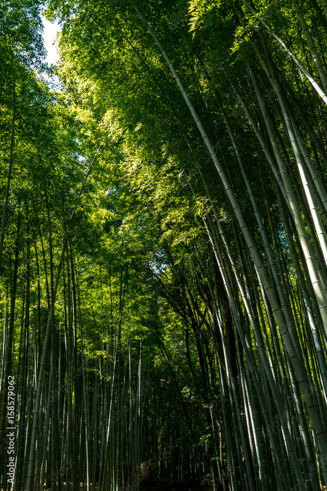 The vetical image of famous bamboo forest Sakano in Kyoto Japan