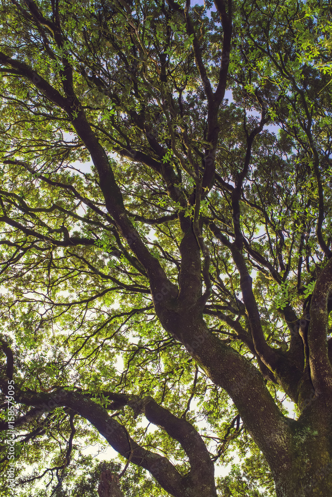 Fototapeta premium Old holm oak.