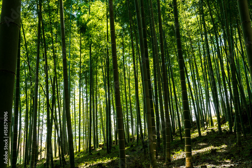The famous bamboo forest in Kyoto Japan