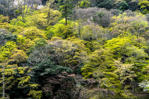 The natural background with green of trees