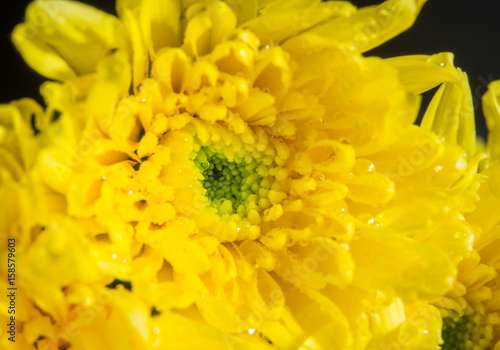 close up dorplet water in yellow flowers macro lens