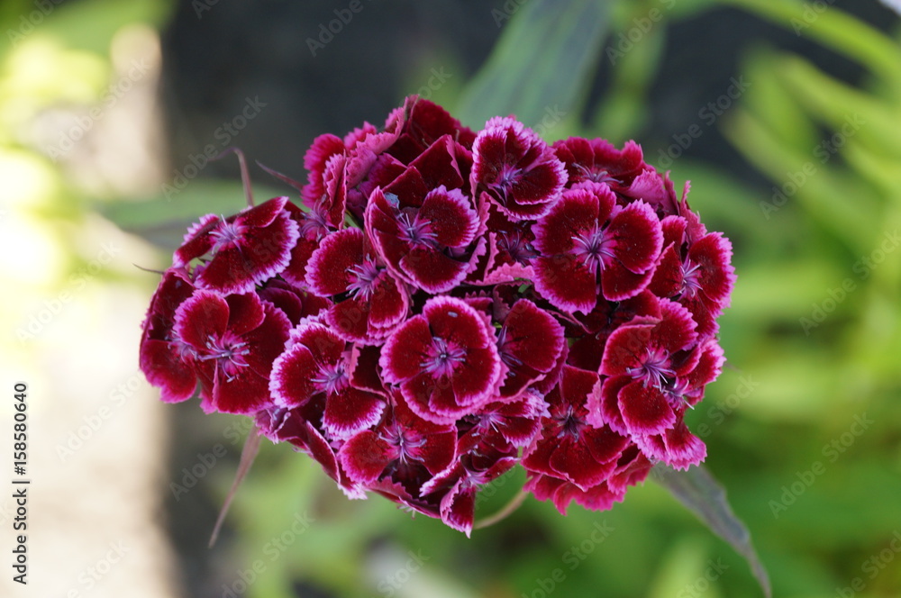 Small bright flowers bloom on a sunny day in summer Small bright flowers bloom on a sunny day in summer