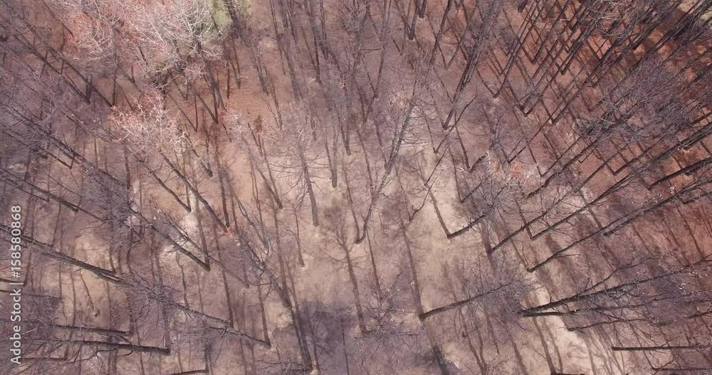 custom made wallpaper toronto digitalAerial drone scene top view of burned forest after fire. Black dead trees standing up. Camera moving left and some green alive trees appears. Pinamar, Buenos Aires, Argentina.