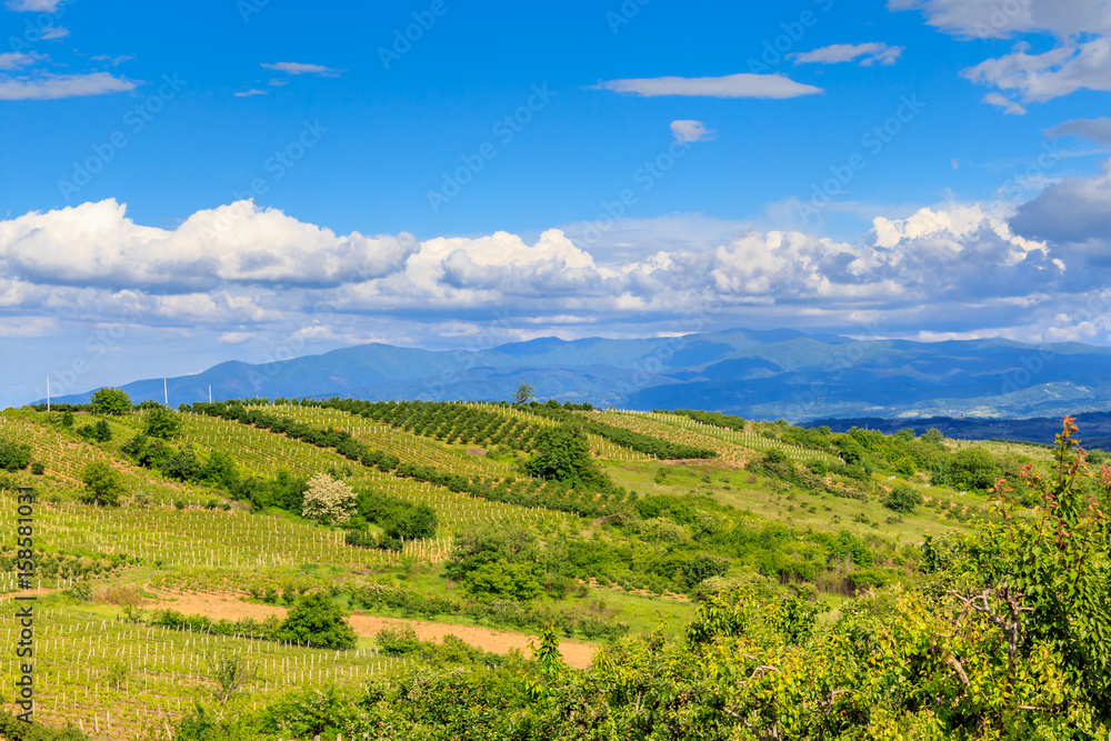vineyards and fields in spring