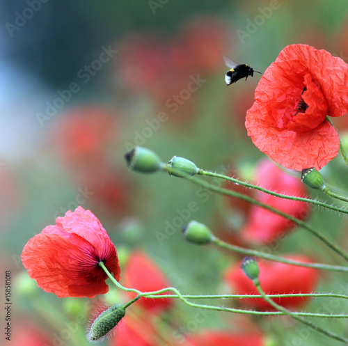 bumblebee flying into a corn rose blossom photo