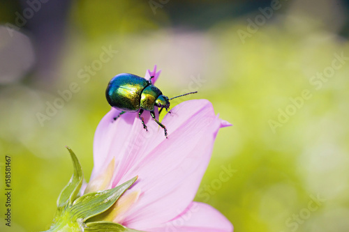 Colored beetle (Linaeidea aenea) resting on a flower