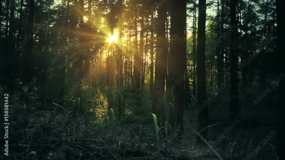 Gliding panoram of sunset light through trees and herbage in pine forest. Gliding panoram of sunset light through trees and herbage in pine forest.