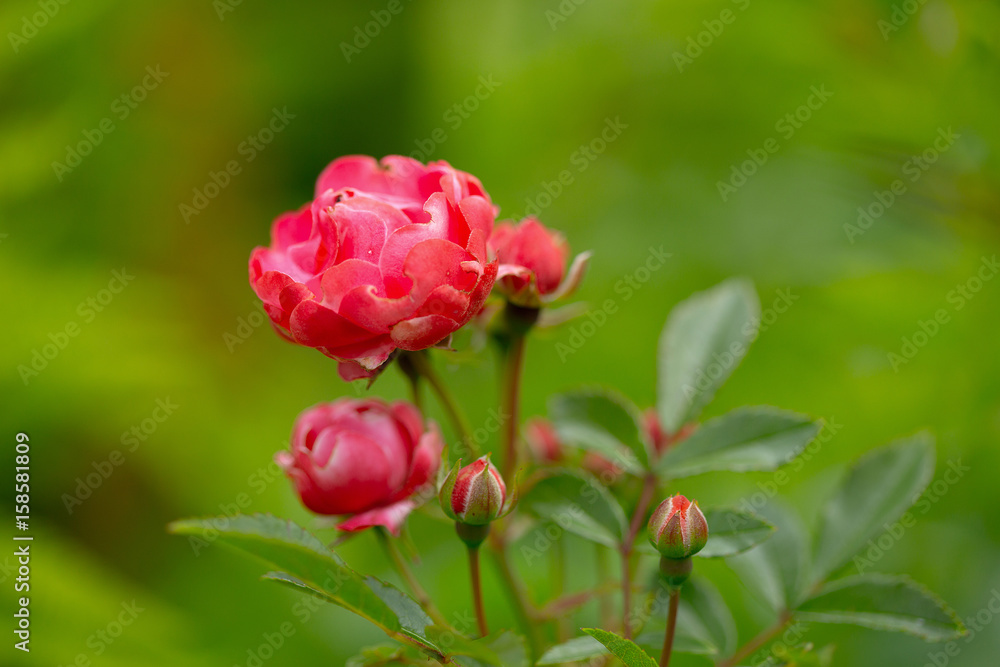 Rote Rose auf Wiese
