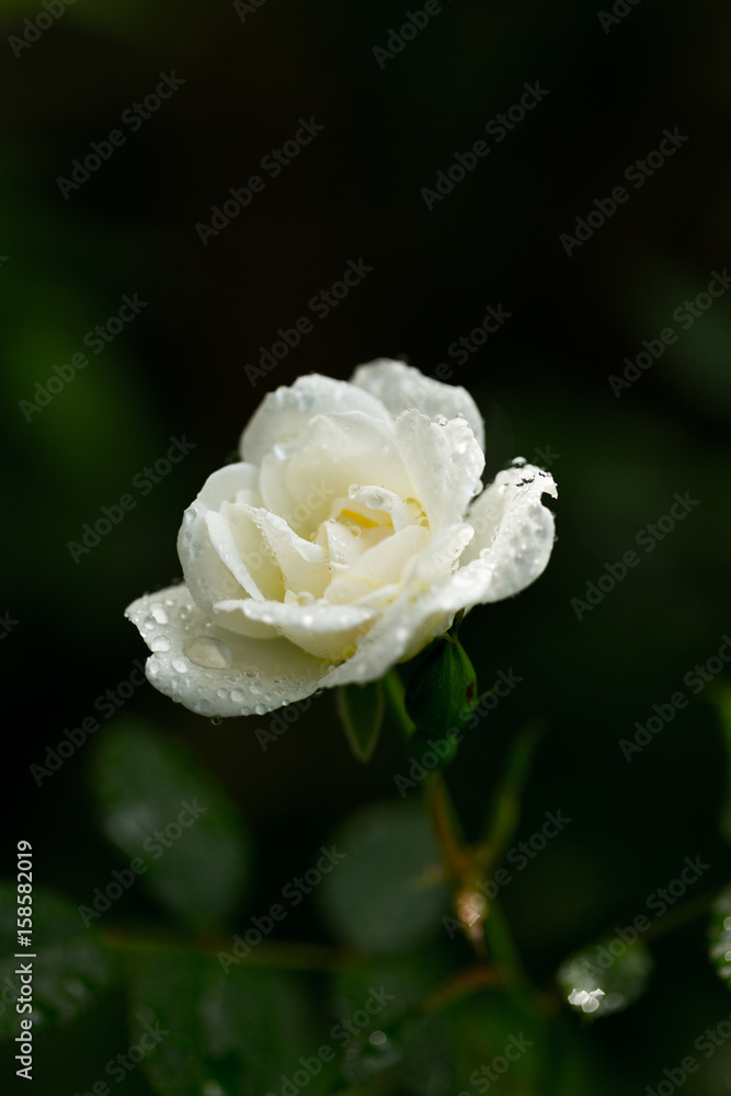 Weiße Rose auf Wiese mit Wassertropfen Weiße Rose auf Wiese mit Wassertropfen
