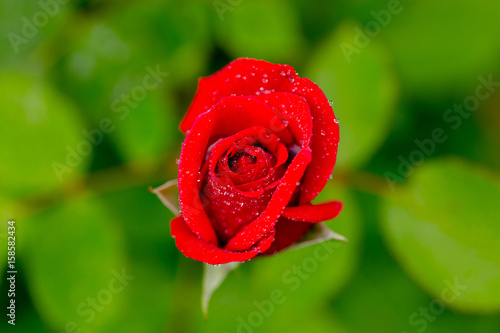 Rote Rose auf Wiese mit Wassertropfen
