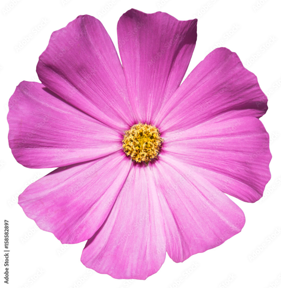 Violet flower Primula isolated on white Violet flower Primula isolated on white