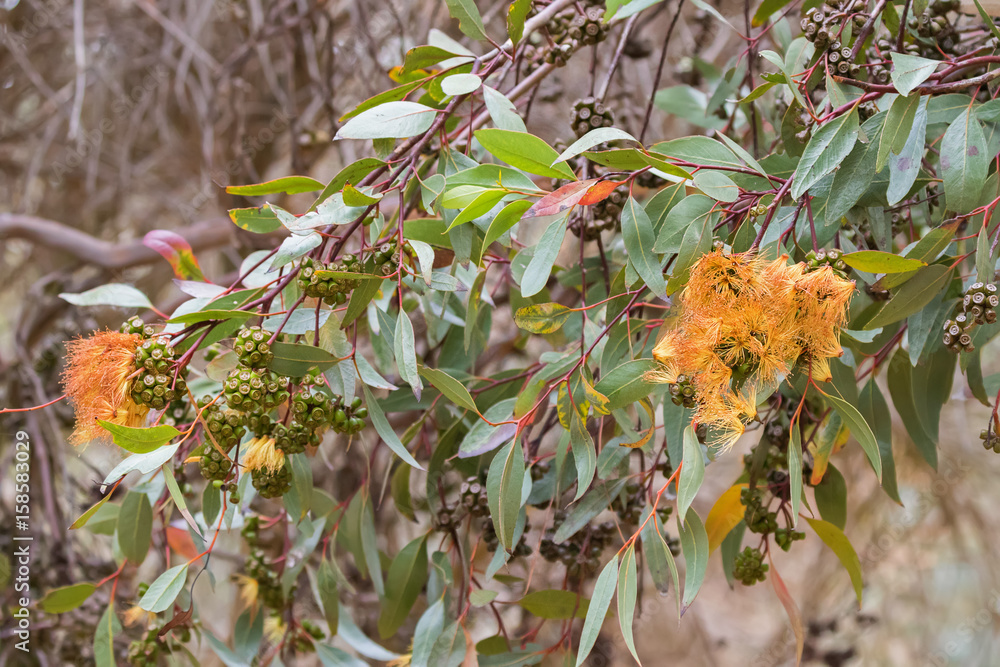 Φωτογραφία Long green Eucalyptus leaves and gum seeds, flower bud of gum tree in Tasmania, Australia