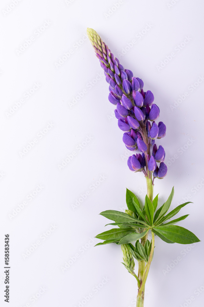 Obraz premium Lilac and rose Lupine flower on a white background