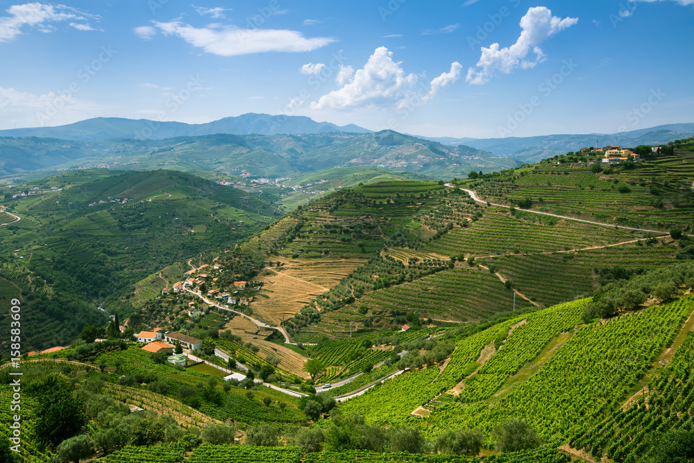 Vineyards on a hills of the Douro Valley, Portugal.