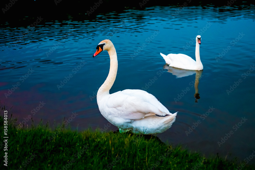 Obraz premium White swans in the lake with blue dark background on the sunset.