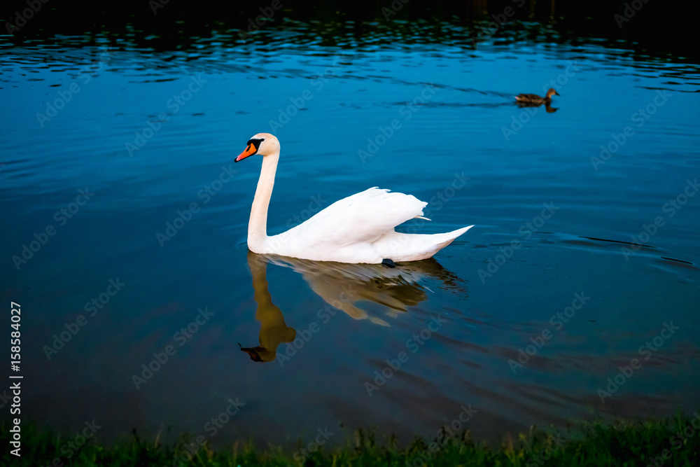 Fototapeta premium White swans in the lake with blue dark background on the sunset.