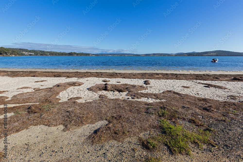 Φωτογραφία Dried brown seagrass seaweed washed ashore on Georges Bay in St Helens, Tasmania, Australia