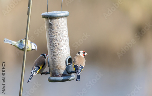 Fotografía gold finch on feeder