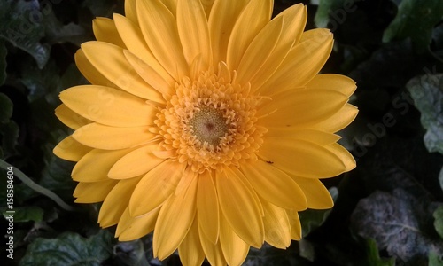 flower daisy that is color yellow in macro