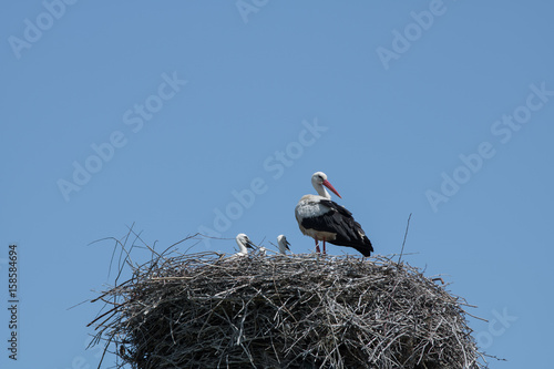 White stork with her baby birds in the nest