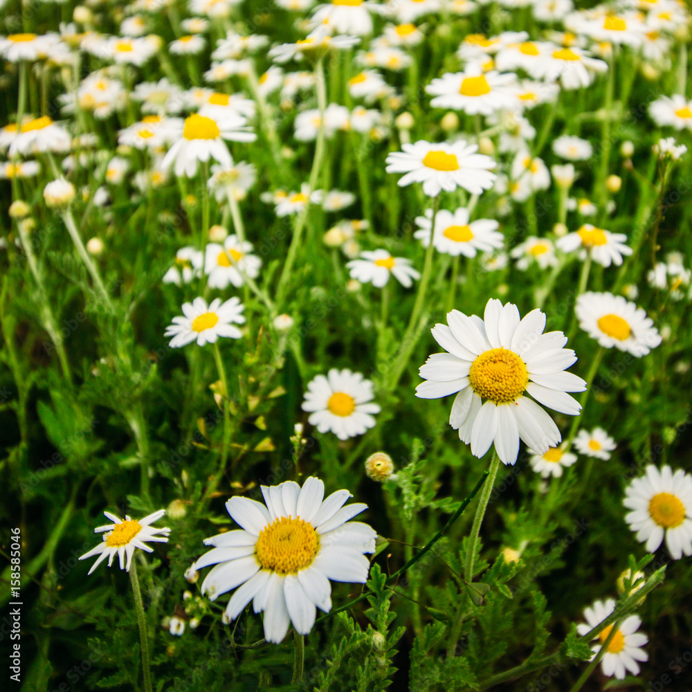 Camomiles in green grass closeup Camomiles in green grass closeup
