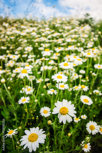 Little daisies among the green grass