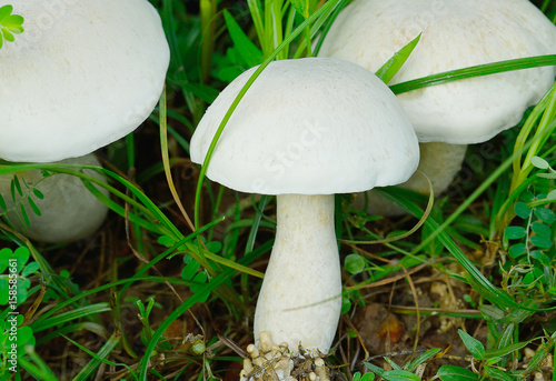 Little mushroom in the forest