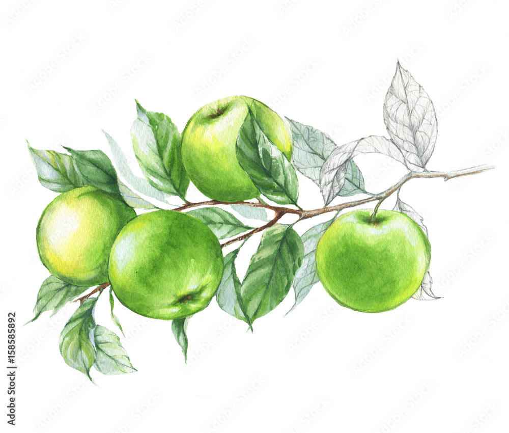 Hand drawn watercolor illustration of green apples on branch on the white background