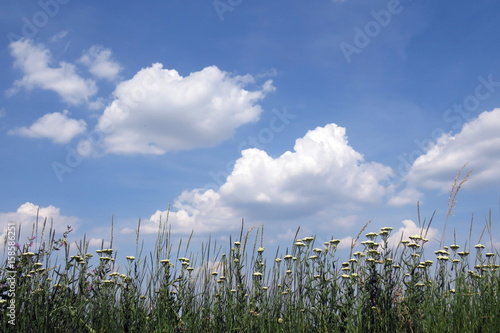 Green grass on blue clear sky, spring nature theme.