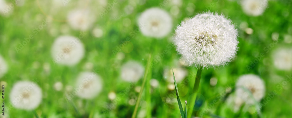 Spring summer green fresh panorama border with dandelion field close-up macro. selective focus, panoramic view. Spring summer green fresh panorama border with dandelion field close-up macro. selective focus, panoramic view.