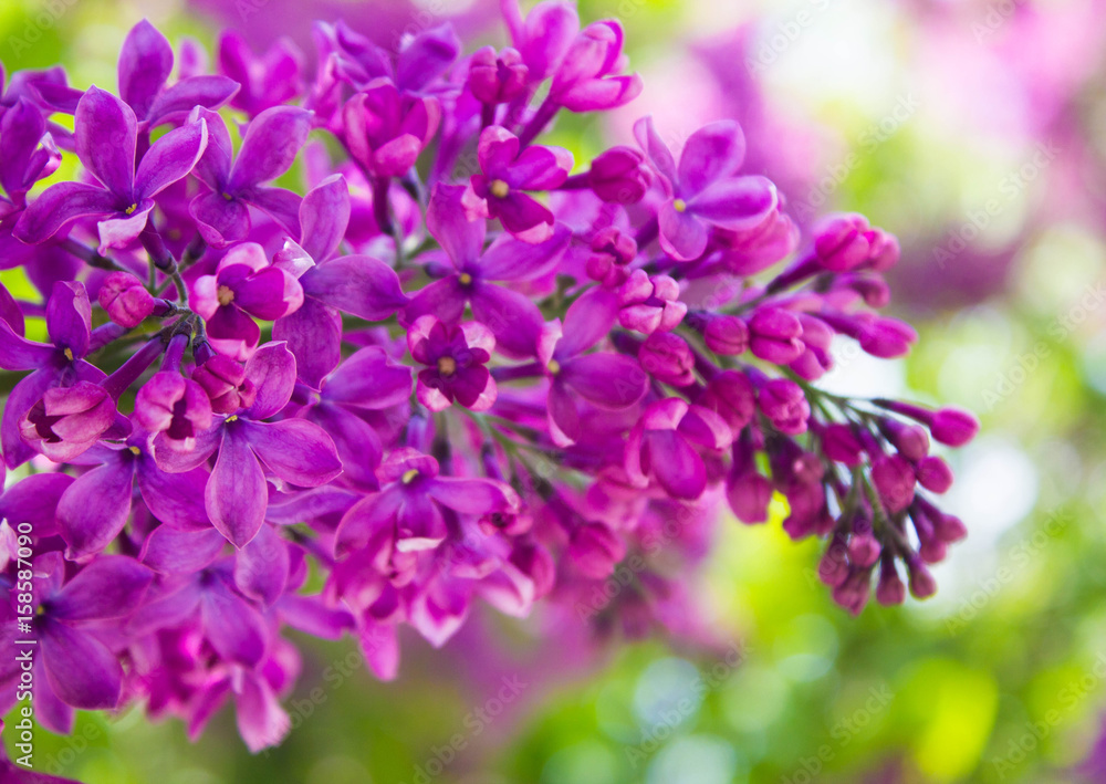 Amazing natural view of bright lilac flowers in garden at sunny spring day with green leaves as a background. Amazing natural view of bright lilac flowers in garden at sunny spring day with green leaves as a background.