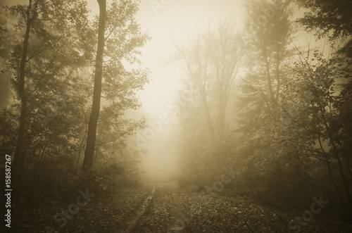 road through autumn forest on rainy day with trees in fog