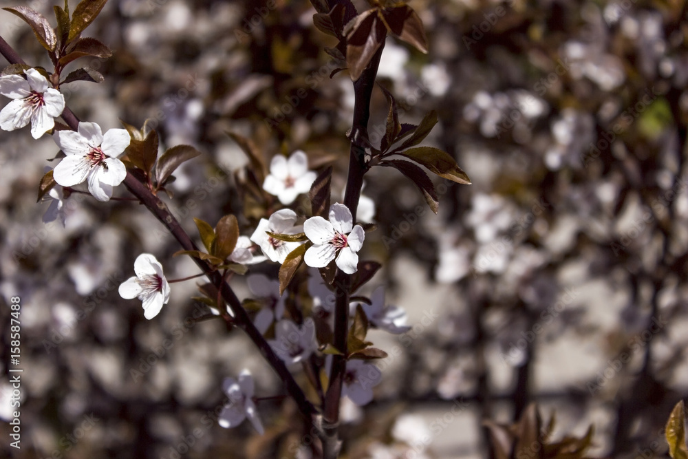 Blooming Apple , Blooming Tree Blooming Apple , Blooming Tree