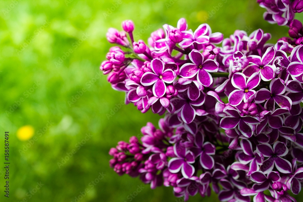 Amazing natural view of bright lilac flowers in garden at sunny spring day with green leaves as a background. Amazing natural view of bright lilac flowers in garden at sunny spring day with green leaves as a background.