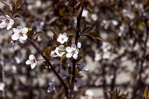 Blooming Apple , Blooming Tree