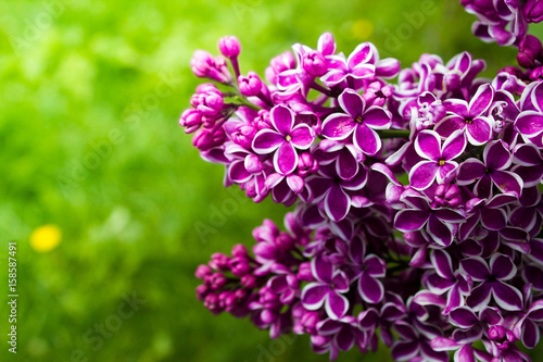 Amazing natural view of bright lilac flowers in garden at sunny spring day with green leaves as a background.