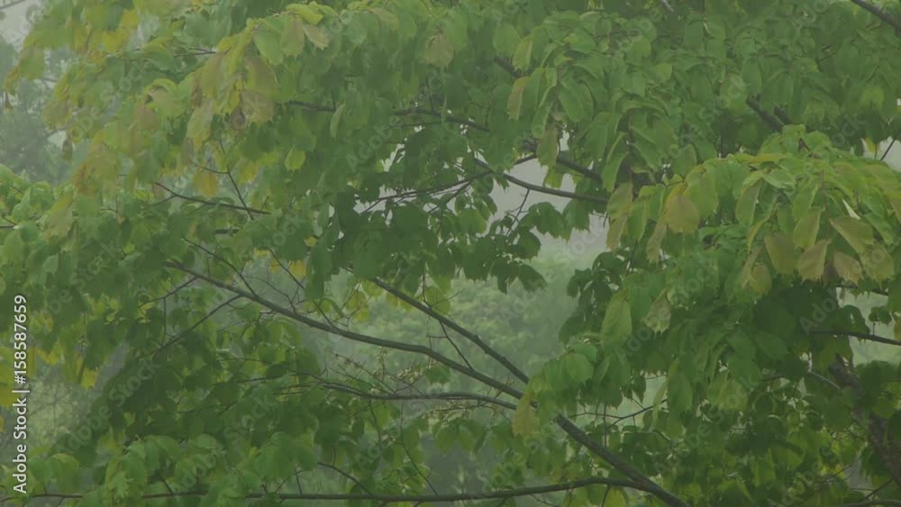 初夏の森 降り続ける雨 初夏の森 降り続ける雨