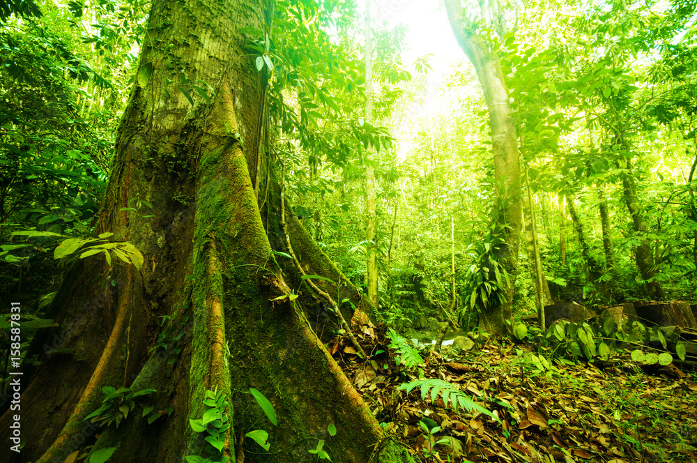 Fantastic tropical forest Fantastic tropical forest