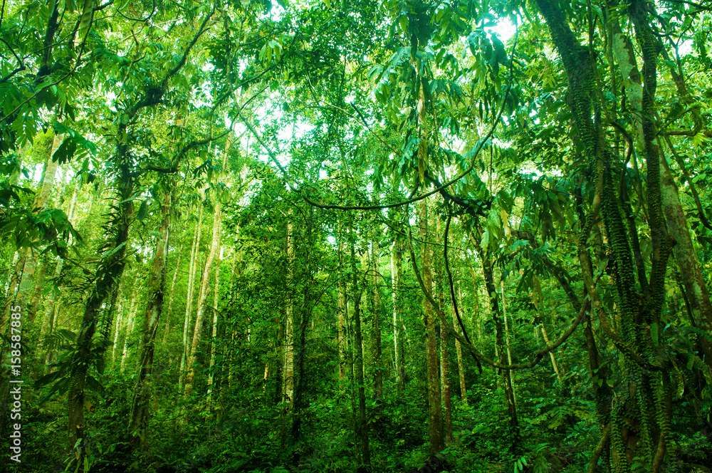 Naklejka Niesamowity tropikalny zielony las