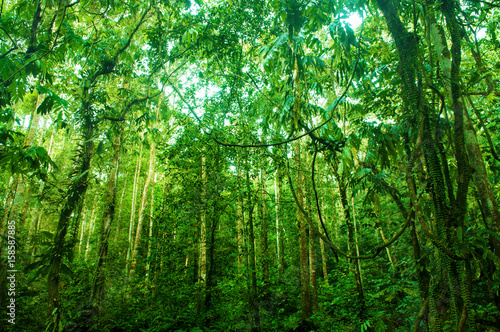 Fototapeta Niesamowity tropikalny zielony las