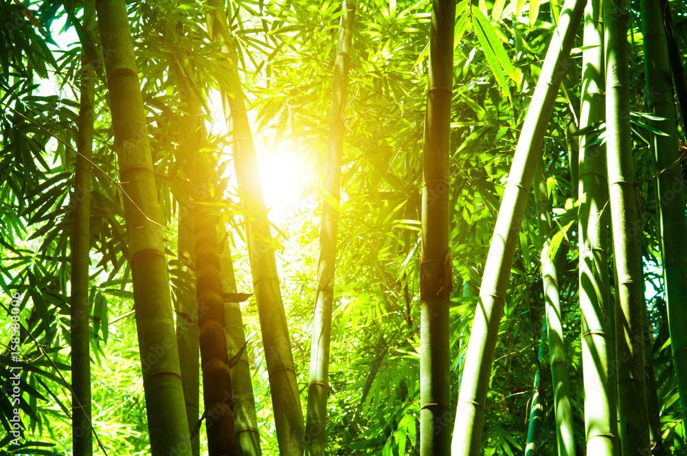 Naklejka premium Bambusowy las i słońce