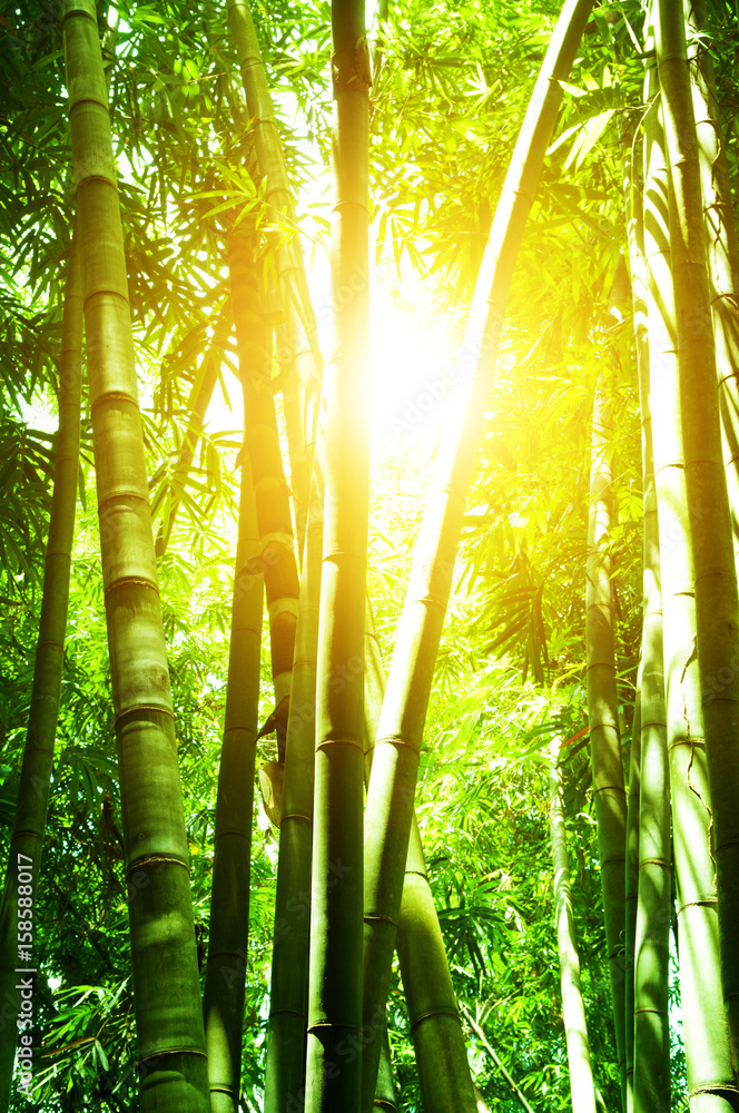 Naklejka premium Azjatycki bambusowy las i rozbłysk słońca