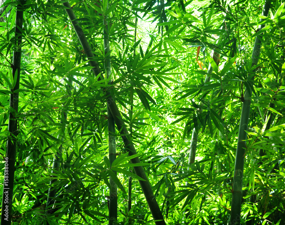 Naklejka premium Azjatycki las bambusowy