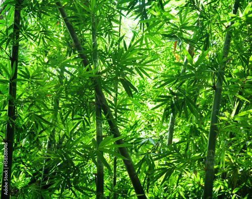 Asian bamboo forest view © WONG SZE FEI