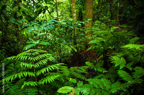 Tropical rainforest landscape