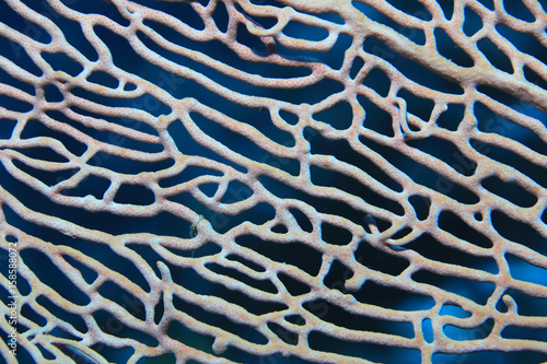 Close up of fan coral