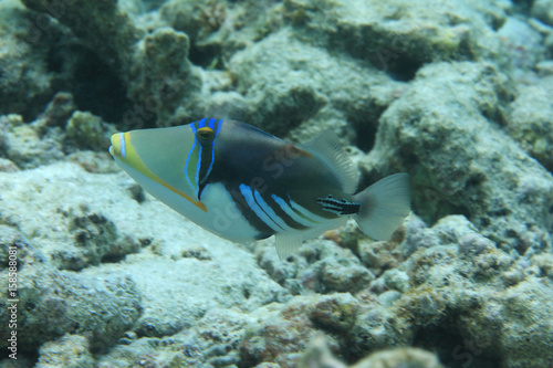 White-banded triggerfish